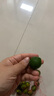 新鮮采摘海南小青檸小金桔青檸檬青橘新鮮奶茶店火鍋店用 1斤裝 曬單實(shí)拍圖