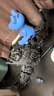 樂高朋友新款大型霸王恐龍中國積木拼裝玩具男孩生日禮物 超大型機械霸王龍2240顆粒 曬單實拍圖