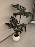 臨雅綠植客廳大盆栽天堂鳥室內(nèi)綠植盆栽大葉綠蘿柱散尾葵大型植物落地 提根龜背竹1.3-1.5米+圓球盆 曬單實拍圖
