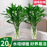 萌肉居20根大葉富貴竹水培植物花卉招財竹水養盆栽綠植高60cm高源頭直發(fā) 曬單實(shí)拍圖