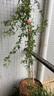 紅木香花苗爬藤植物庭院大苗盆栽花卉甜蜜黃白木香花樹(shù)苗四季開(kāi)花 精品紅木香【四季濃香】 【精選大苗】1.5-1.7米高 曬單實(shí)拍圖