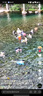 碧柔（Biore）水活防曬優(yōu)護(hù)水凝露90ml身體隔離防曬霜防水防汗美白提亮防紫外線 曬單實(shí)拍圖