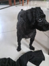 蟻族專業(yè)寵物剃毛器狗電推剪大型犬金毛泰迪卷毛犬大功率電推 S10 曬單實拍圖