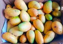 京鮮生 海南小臺芒 巨無霸果凈重8.5斤裝 單果100g 生鮮水果 源頭直發(fā) 曬單實拍圖