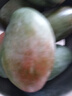 集南鮮 凱特芒果 四川攀枝花芒果當(dāng)季大青皮黃皮大芒果新鮮水果整箱 含箱10斤  單果500g起  凈重9斤 曬單實(shí)拍圖