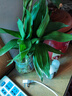 綠有意觀音竹富貴竹水培植物帶根花卉綠植綠蘿室內(nèi)盆栽轉(zhuǎn)運(yùn)竹子水養(yǎng)好養(yǎng) 帶根觀音竹3棵（簡(jiǎn)易杯）+營養(yǎng)液 曬單實(shí)拍圖