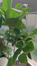 開時果 四季桂花盆栽樹苗濃香型 新中式盆景辦公室內(nèi)綠植物源頭直發(fā)包郵 精品四季桂+原土發(fā)貨（不含盆） 【整高約40-50cm左右】 曬單實拍圖