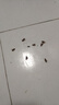 北京同城上門除蟑螂 滅蟑螂 滅蟲滅老鼠臭蟲最快2小時上門一次服務質保一年無其他費用 41-90（平米）除蟑螂咨詢客 曬單實拍圖