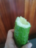 東北正宗旱黃瓜帶刺脆皮小青瓜新鮮蔬菜水果綠黃瓜單根≥90g 5斤 曬單實(shí)拍圖