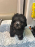 泰迪幼犬純種灰泰迪貴賓犬茶杯犬長(cháng)不大小體狗小型犬活體狗寵物狗 寵物級 灰泰迪 公 曬單實(shí)拍圖