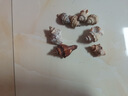 天然精品海螺荔枝螺魚缸造景diy材料漂流瓶材料家居裝飾擺件禮物 荔枝螺2-4cm【3個裝】 實際發(fā)貨數(shù)量以規(guī)格為準 曬單實拍圖