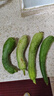 新鮮肉絲瓜短胖絲瓜青棒絲瓜現(xiàn)摘整箱批發(fā)蔬菜夏季解暑減肥 2斤 帶箱 曬單實(shí)拍圖