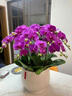Only you【兩小時(shí)達(dá)】蝴蝶蘭帶花苞花劍花盆真花蘭花盆栽開業(yè)喬遷佛堂供花 7株粉色（瓷盆隨機(jī)） 曬單實(shí)拍圖