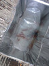 西洲曲金魚觀賞魚活魚魚苗冷水魚小型魚淡水魚好養(yǎng)耐活新手魚闖缸飼料魚 3-5cm草金魚10條送2條備損送魚食 曬單實(shí)拍圖