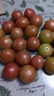 京鮮生 山東鐵皮草莓西紅柿 凈重4.5斤 單果60-150g水果番茄源頭直發(fā) 曬單實(shí)拍圖