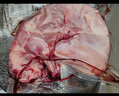 兔子哥【送貨上門(mén)】散養兔子肉現宰 非凍品 有頭肝真整只 生鮮兔肉食材 推薦&[2只]總重4.5-4.8斤帶頭肝 曬單實(shí)拍圖