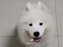 伊寵純種薩摩耶幼犬熊版寵物狗狗活體小狗活物幼崽 寵物級 A級 公 曬單實拍圖