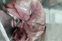 兔子哥【送貨上門】散養(yǎng)整只兔子肉 生鮮兔肉食材 高蛋白 健身控糖優(yōu)選 推薦&[2只]總重4.5-4.8斤帶頭肝 曬單實(shí)拍圖