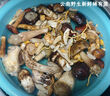 云南野生菌新鮮菌菇組合見(jiàn)手青牛肝菌火鍋煲湯蘑菇養(yǎng)生食用菌 稀有野生菌組合 500g 曬單實(shí)拍圖