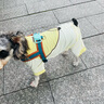 華元寵具（hoopet）狗狗四腳防曬衣薄款防掉毛小型犬夏天泰迪雪納瑞夏季寵物涼涼衣服 四腳涼感防曬衣 M-背長(zhǎng)31CM（建議8-10斤） 曬單實(shí)拍圖