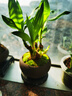幼薇富貴竹室內(nèi)植物節(jié)節(jié)高桌面綠植帶根好養(yǎng)步步高花卉文昌竹客廳盆栽 富貴竹叢林+紫砂盆+圓形底盤 帶盆栽好 曬單實(shí)拍圖