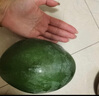 集南鮮 凱特芒果 四川攀枝花芒果當(dāng)季大青皮黃皮大芒果新鮮水果整箱 含箱5斤  單果400g起  凈重4.5斤 曬單實拍圖