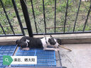 寶寵派 狗籠墊板塑料墊板狗狗腳墊寵物網(wǎng)格墊兔籠腳墊狗籠子墊板散熱板 長(zhǎng)72厘米寬60厘米厚3厘米 藍(lán)色 曬單實(shí)拍圖
