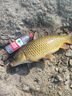 紅狼尼龍魚(yú)線(xiàn)原絲臺釣主線(xiàn)強勁拉力尼龍競技臺釣線(xiàn)湖庫海釣 紅狼熱線(xiàn) 150米 （熒光黃） 2.5 曬單實(shí)拍圖