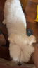 寶路狗糧全犬種通用全價糧成犬狗糧中小型犬牛肉味7.5kg【原料透明】 曬單實拍圖