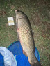 達瓦本川進(jìn)口高碳魚(yú)竿手竿超輕超硬十大臺釣魚(yú)竿鯽鯉魚(yú)竿輕量綜合竿大物竿 6.3m 4H28調休閑版+原裝竿稍 曬單實(shí)拍圖