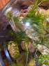 蜈蚣草水草植物養龜魚(yú)缸造景魚(yú)草缸凈水綠植新手養魚(yú)綠菊后景草 優(yōu)質(zhì)蜈蚣草1盆約6-8根【帶磁環(huán)】 曬單實(shí)拍圖