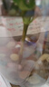 壽禾 雨花石七彩石天然魚(yú)缸花盆造景天然原石鵝卵石 500g雨花石1-2cm 曬單實(shí)拍圖
