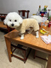 曇蓓漫泰迪衣服寵物小型犬狗狗衣服秋冬季保暖比熊博美幼犬四腳牽引狗衣 淺棕色L碼（建議6-8.5斤） 升級優(yōu)質(zhì)珊瑚絨-【加絨加厚】 曬單實(shí)拍圖