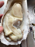 貝司令【源頭直發(fā)】鮮活乳山生蠔牡蠣貝類聚會燒烤6XL凈重4.5斤端午聚餐 曬單實拍圖
