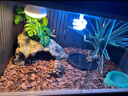 PVC全景爬寵恒溫箱烏龜陸龜保溫箱守宮飼養(yǎng)箱鬃獅蜥蜴寵物蛇爬蟲(chóng) 雙溫控找客服+40元定制定時(shí)器+50 曬單實(shí)拍圖