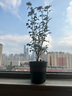 景郁春 JIRYUCUR玫瑰花苗特大花月季花苗綠植陽(yáng)臺(tái)盆栽薔薇花苗女王源頭直發(fā) 曬單實(shí)拍圖