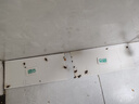 綠葉粘蟑板蟑螂粘板殺蟑引誘滅蟑螂蟑螂貼蟑螂屋 蟑螂粘板10片/盒2130 曬單實拍圖