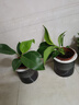大葉金鉆綠公主四季常青吸甲醛室內綠植可水培凈化空氣易活好養 大葉金鉆+輕奢盆 1盆（約15厘米左右） 曬單實(shí)拍圖
