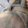 智宙狗項圈大型犬狗脖圈中型犬訓(xùn)練戶外猛犬寵物項圈金毛薩摩帆布狗圈 棕色項圈 L碼-建議體重45-65斤 曬單實拍圖