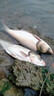 鰱鳙小藥餌料浮釣鰱鳙手桿專(zhuān)用鰱魚(yú)花白鰱開(kāi)口劑酸臭型誘食添加劑 1瓶【狂釣大鰱鳙】加濃款 曬單實(shí)拍圖