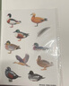 （贈鳥(niǎo)類(lèi)貼紙）中國國家地理鴨類(lèi)識別圖鑒 54種鴨類(lèi)的“全羽衣”圖鑒 【日】氏原巨雄 【日】氏原道昭 著(zhù) 曬單實(shí)拍圖