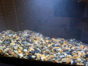 森森金麟超白玻璃魚缸一體缸自循小型懶人家用水族箱LE-300 曬單實拍圖
