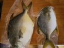 翔泰 海南金鯧魚(yú)凈重900g 2條裝  魚(yú)類生鮮 燒烤 火鍋食材 海鮮水產(chǎn) 曬單實(shí)拍圖