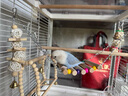 鸚鵡玩具秋千原色木頭啃咬磨牙玩具八哥鳥籠掛件鳥用品爬梯藤球 整套8件【軟梯】 曬單實拍圖