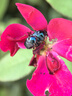 譽滿園（yumanyuan）薔薇花種子爬藤月季四季開花爬墻攀援庭院室花卉盆栽植物玫瑰種子 薔薇混色種子半斤 曬單實拍圖
