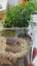 八芽趣味鮮活苔蘚微型景觀創(chuàng)意室內(nèi)桌面生態(tài)綠植盆栽盆景懶人好養(yǎng)植物 山野人家 帶玻璃杯 曬單實拍圖