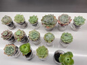 OEMG水培多肉植物大顆精品組合套餐綠植花卉盆栽室內(nèi)桌面擺件凈化空氣 小瓶【約2CM】迷你的 單獨(dú)1顆多肉無(wú)玻璃瓶【隨機(jī)發(fā)非精品】 曬單實(shí)拍圖
