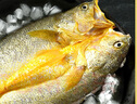 黃小漁寧德黃魚鲞400g/2條 三去大黃魚黃花魚生鮮 海鮮水產(chǎn)燒烤夜宵魚類 曬單實拍圖