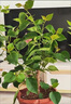 三角梅大苗盆栽綠櫻老樁三角梅室內(nèi)外植物四季好養(yǎng)活 三角梅大苗橙桑巴40-50厘米（不含盆） 曬單實拍圖