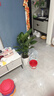 植男植女天堂鳥盆栽客廳室內(nèi)好養(yǎng)大型落地真綠植辦公室植物鶴望蘭源頭直發(fā) 曬單實(shí)拍圖